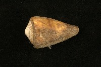 藏品(柳絲芋螺)的圖片